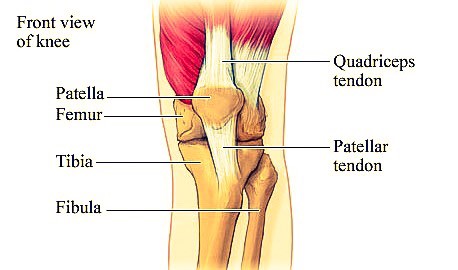 Knee Anatomy Front View