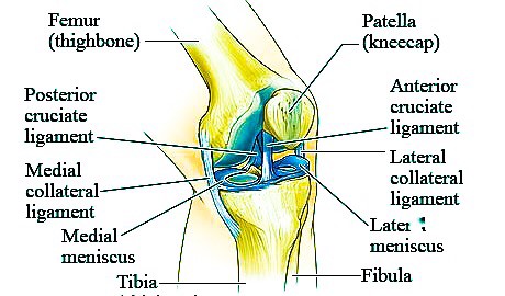 Knee Anatomy Ligaments